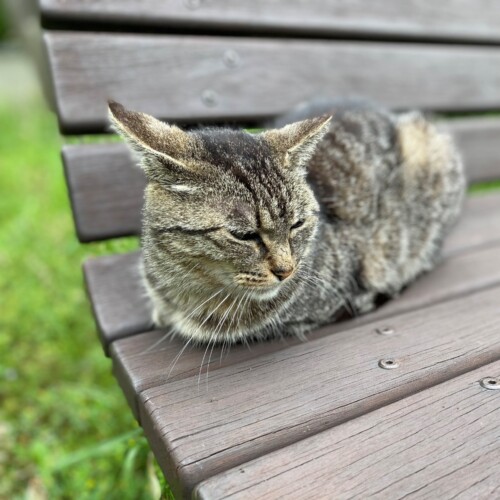 手賀沼の猫たち