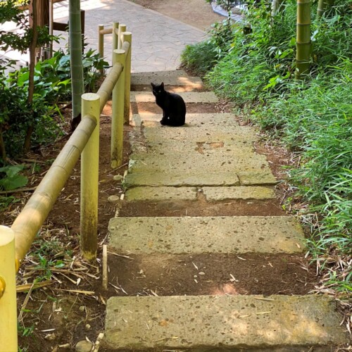 手賀沼の猫たち