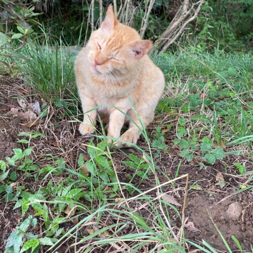 手賀沼の猫たち
