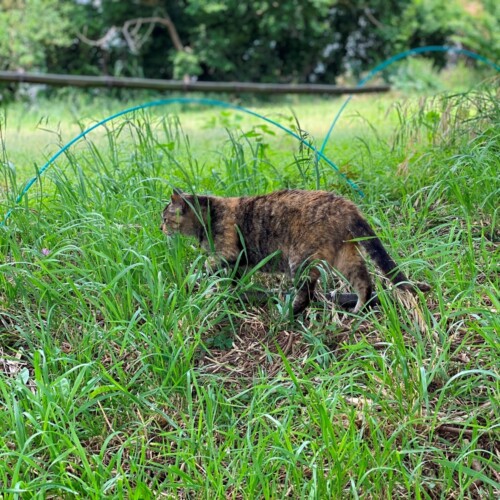 手賀沼の猫たち