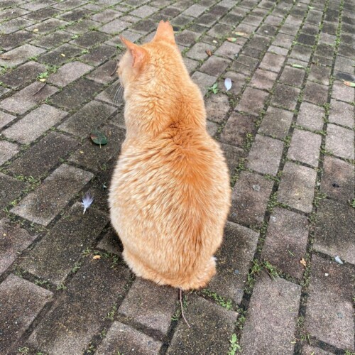 手賀沼の猫たち