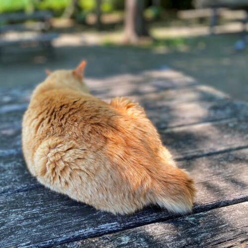 手賀沼の猫たち