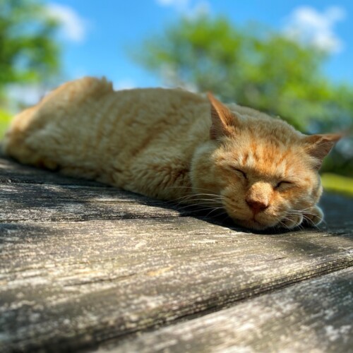 手賀沼の猫たち