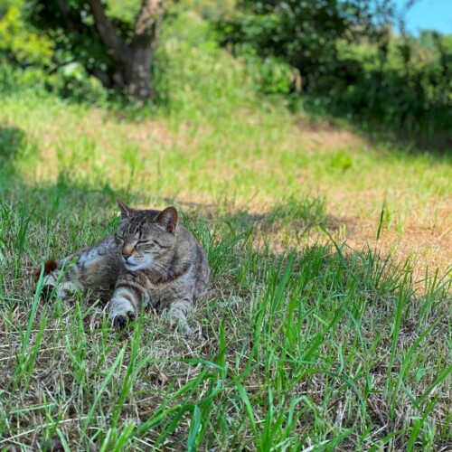 手賀沼の猫たち