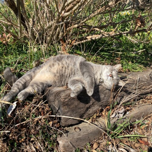 手賀沼猫