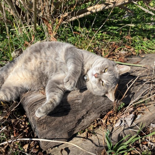 手賀沼猫