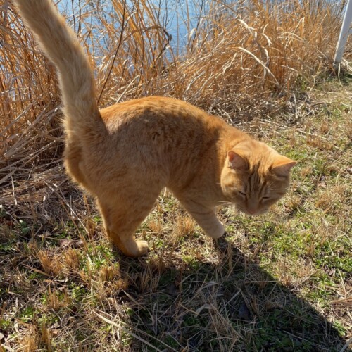 手賀沼猫