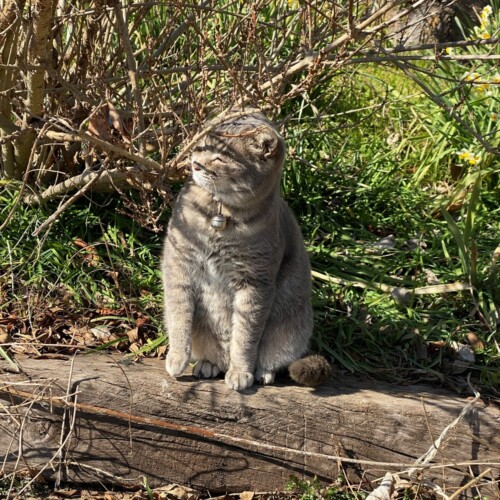 手賀沼猫