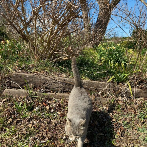 手賀沼猫