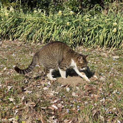 手賀沼猫