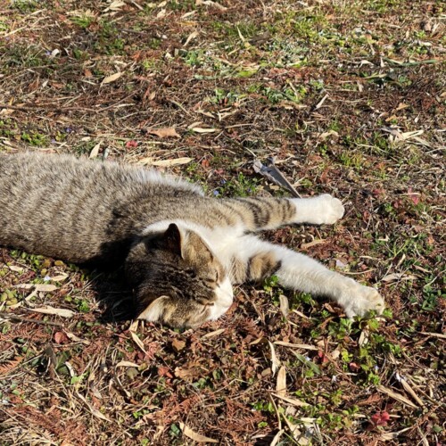 手賀沼猫