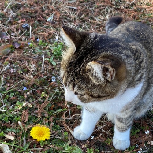 手賀沼猫