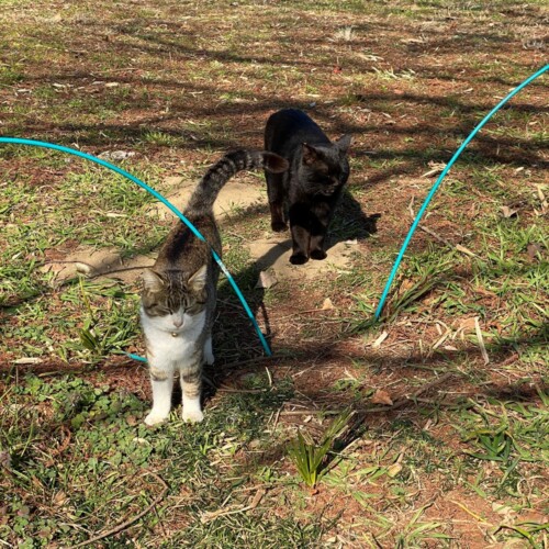 手賀沼猫