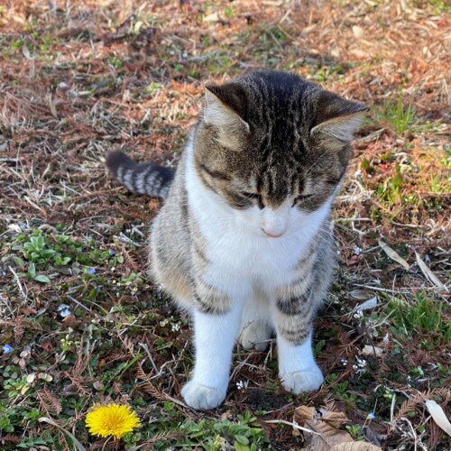 手賀沼猫