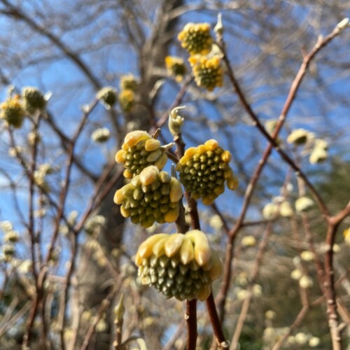 手賀沼植物2月