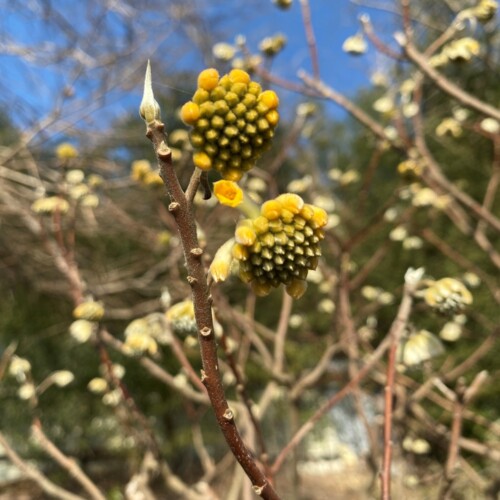 手賀沼植物2月