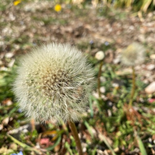 手賀沼植物2月