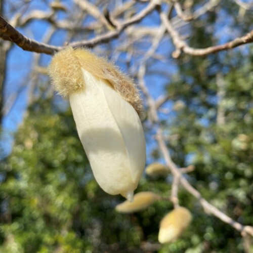 手賀沼植物2月