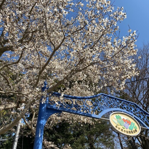 あけぼの山農業公園3月