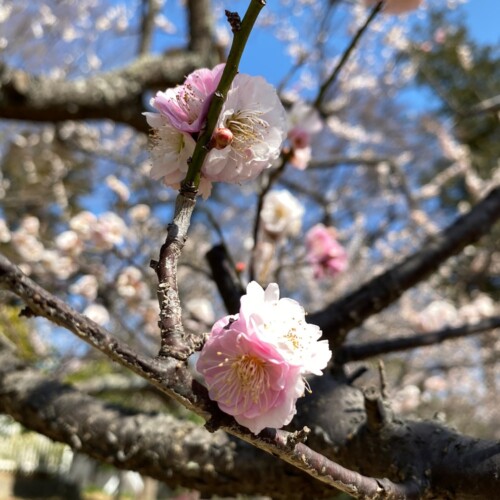 あけぼの山農業公園3月