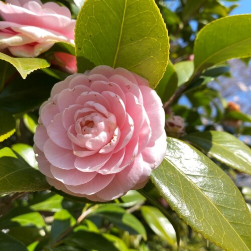 あけぼの山農業公園3月