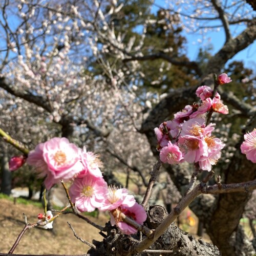あけぼの山農業公園3月
