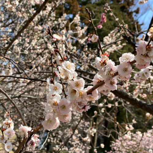 あけぼの山農業公園3月