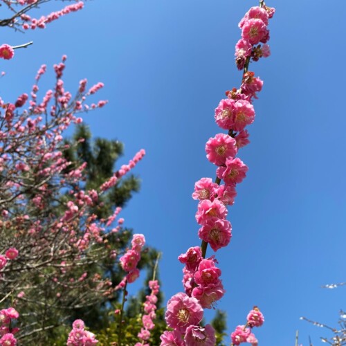 あけぼの山農業公園3月