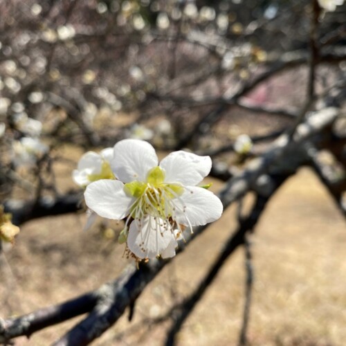 あけぼの山農業公園3月