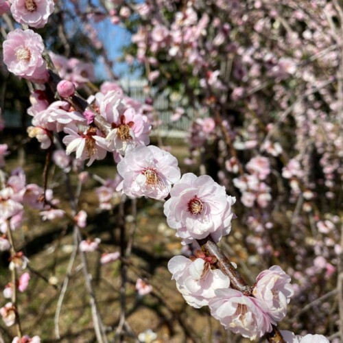 あけぼの山農業公園3月