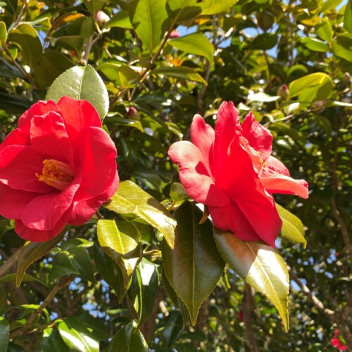 あけぼの山農業公園3月