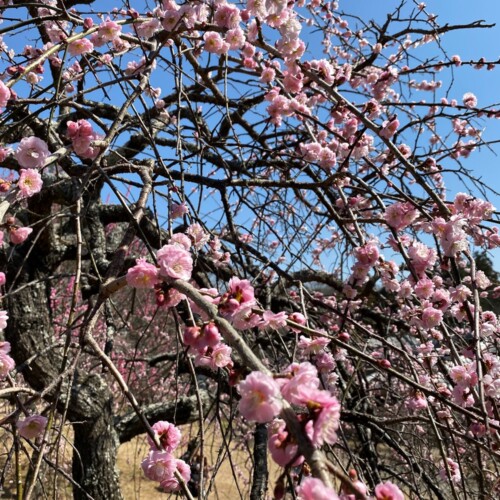 あけぼの山農業公園3月