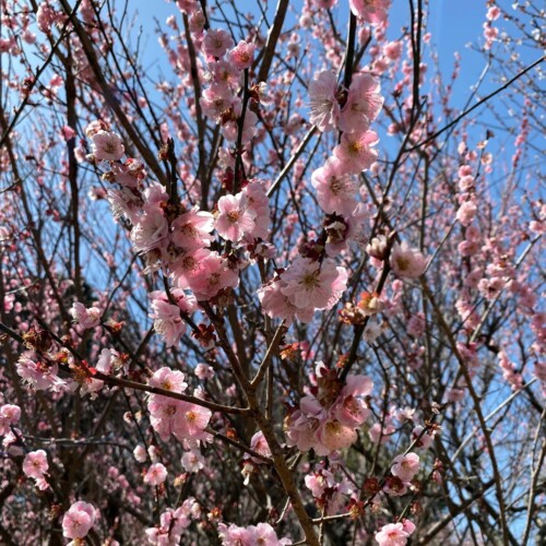あけぼの山農業公園3月