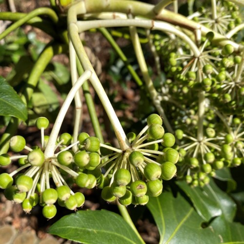 あけぼの山農業公園3月