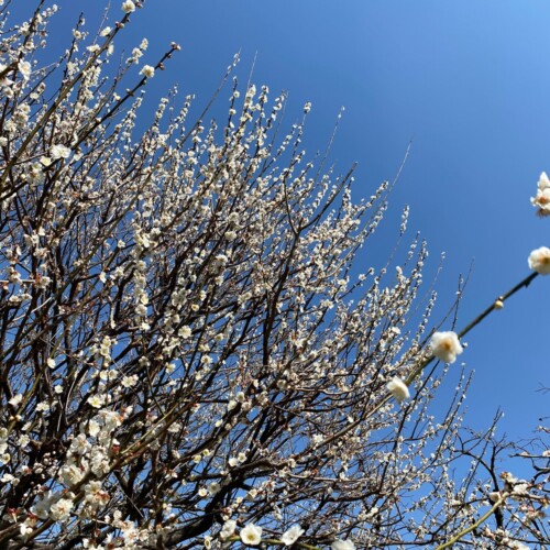 あけぼの山農業公園3月