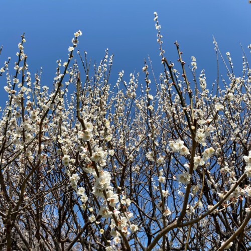 あけぼの山農業公園3月