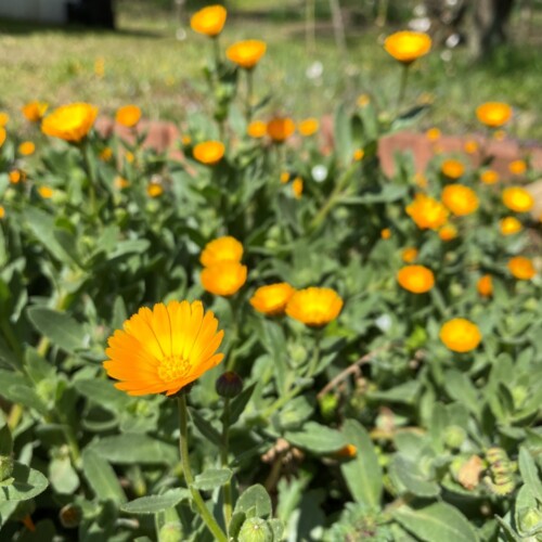 あけぼの山農業公園3月