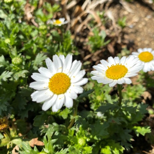 あけぼの山農業公園3月