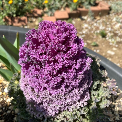 あけぼの山農業公園3月