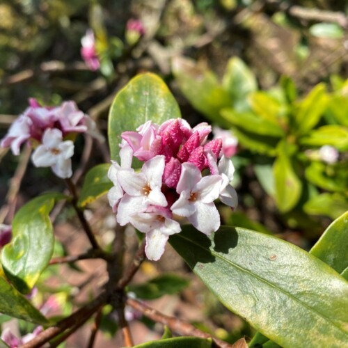 あけぼの山農業公園