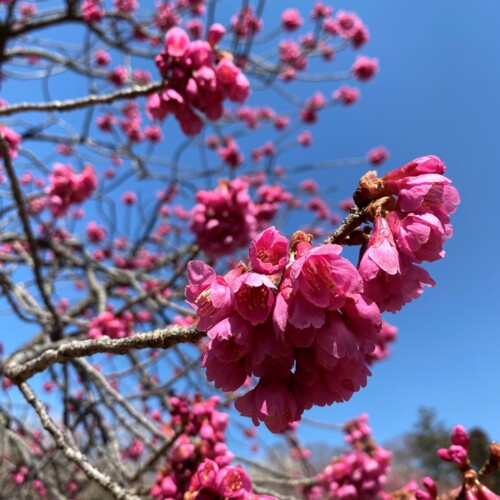 あけぼの山農業公園3月