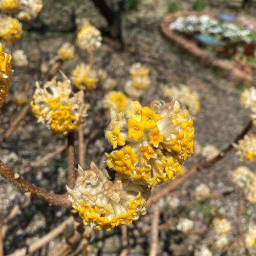 あけぼの山農業公園3月