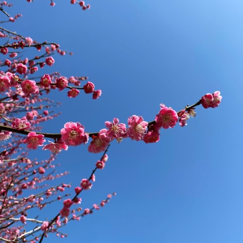 あけぼの山農業公園3月