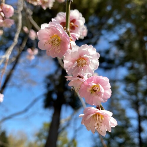 あけぼの山農業公園3月