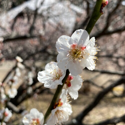 あけぼの山農業公園3月