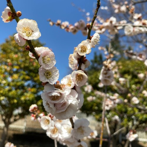 あけぼの山農業公園3月