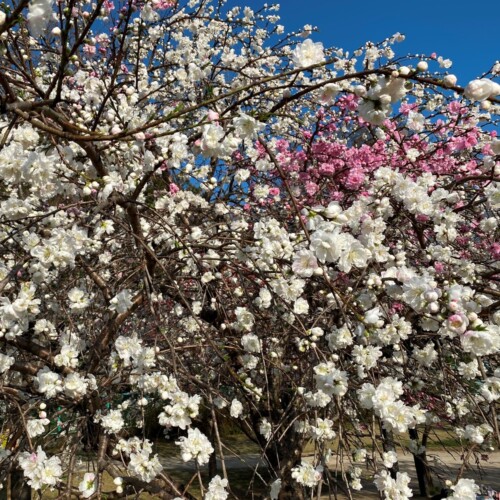 高野山桃山公園のゲンペイモモ