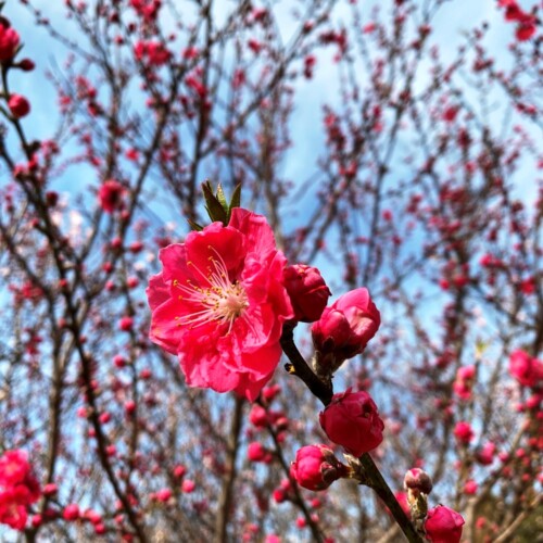 高野山桃山公園のゲンペイモモ