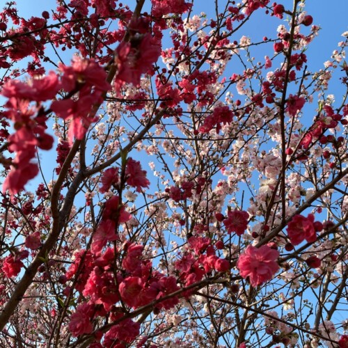 高野山桃山公園のゲンペイモモ