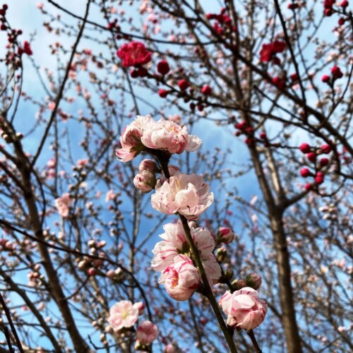高野山桃山公園のゲンペイモモ